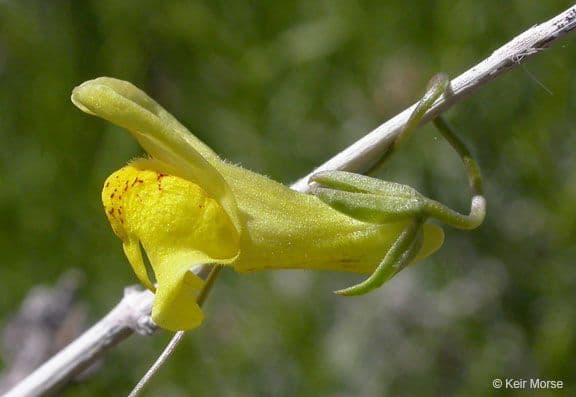 Neogaerrhinum 5