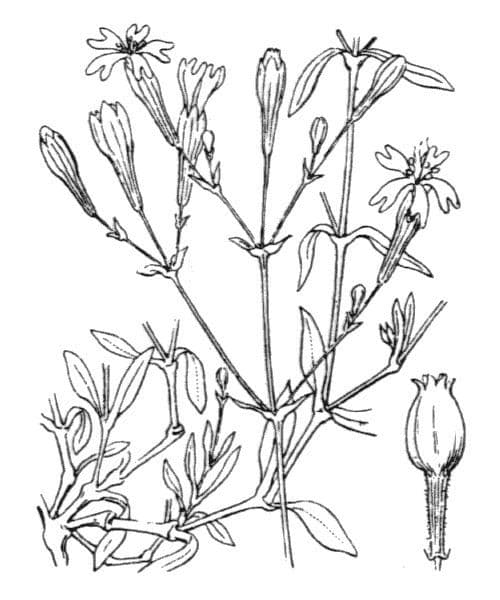Silene