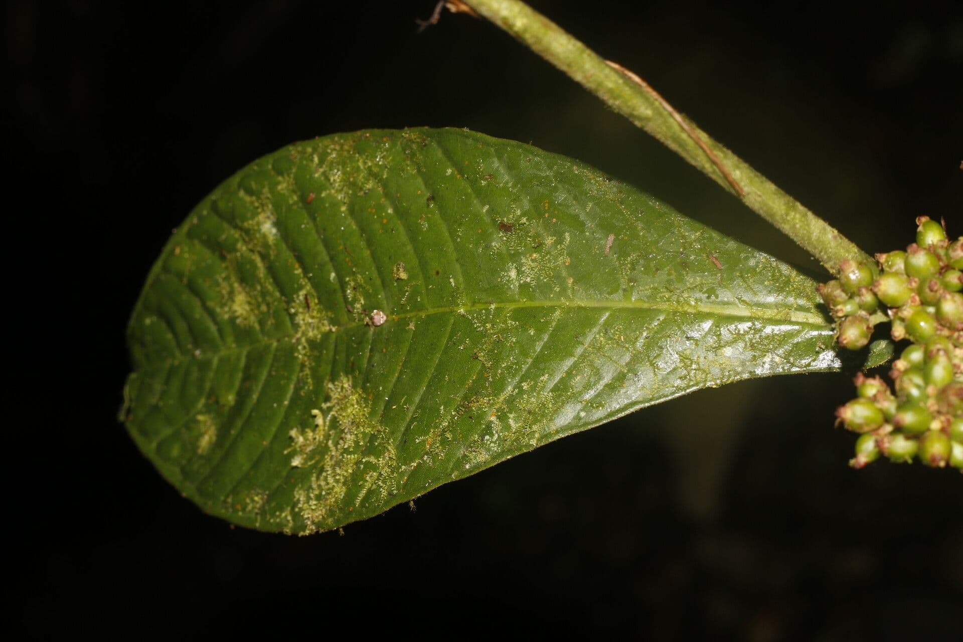 Psychotria 8