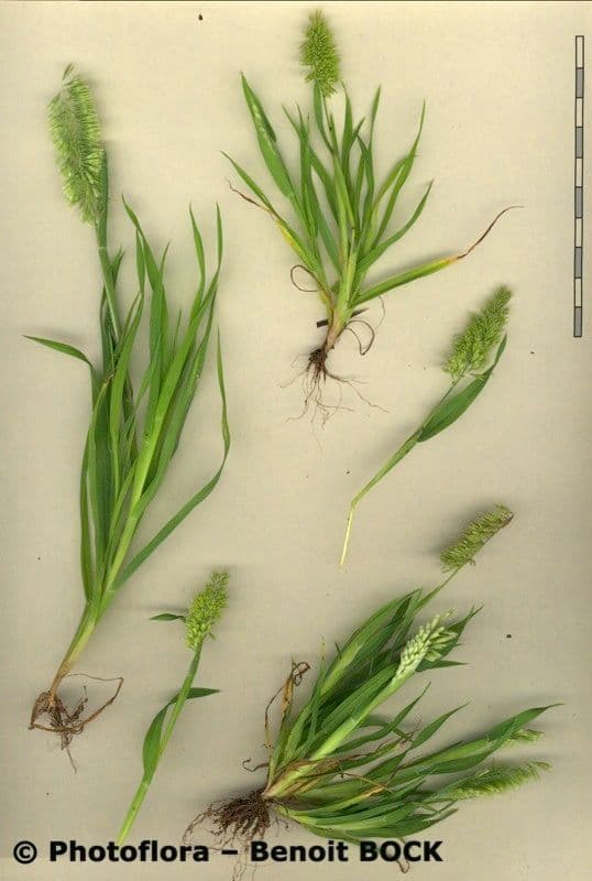 Lamarckia dorata 28