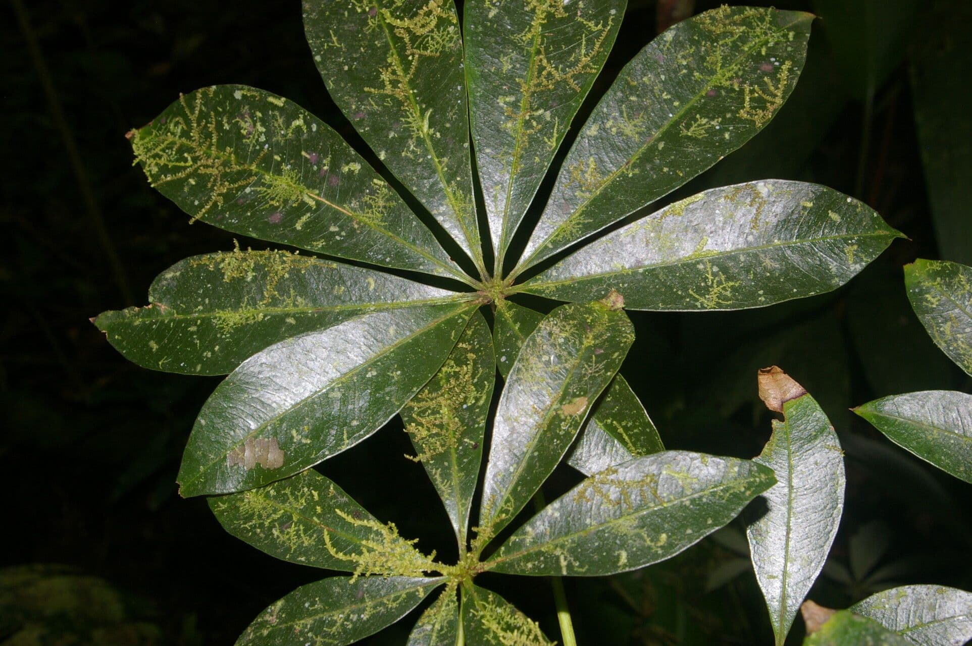 Spirotheca 10