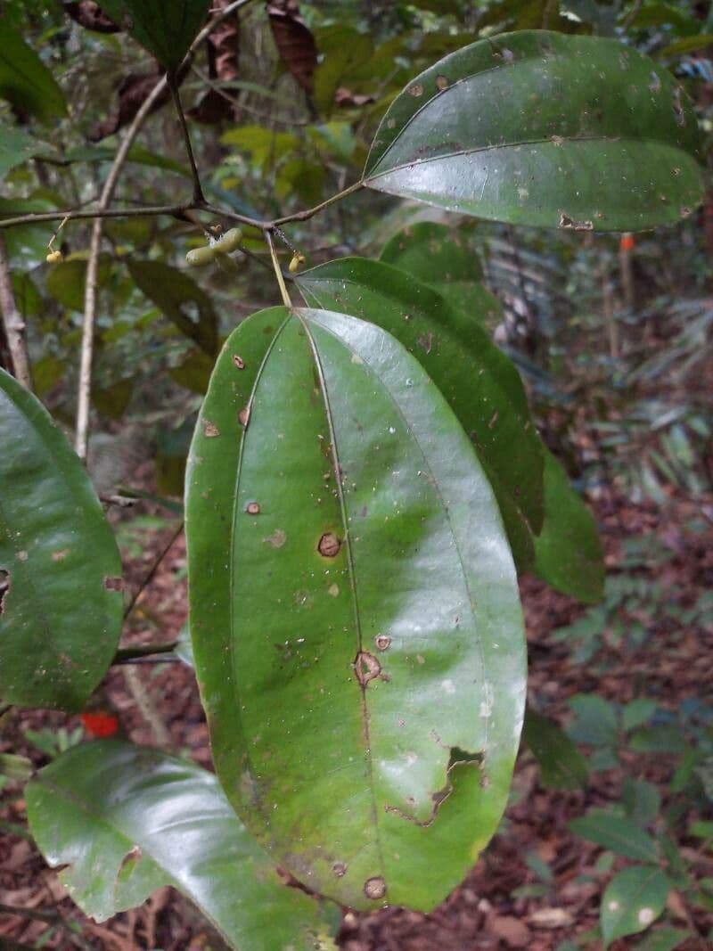 Abuta 6