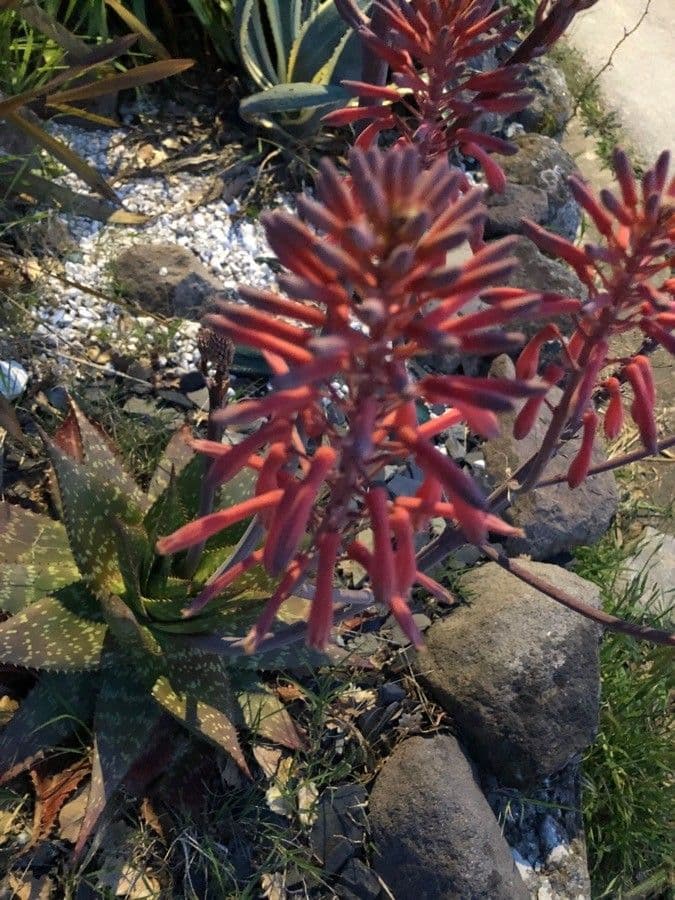 Aloe 4