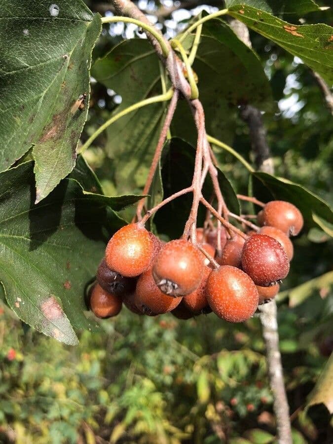 Jarabina brekyňová 4