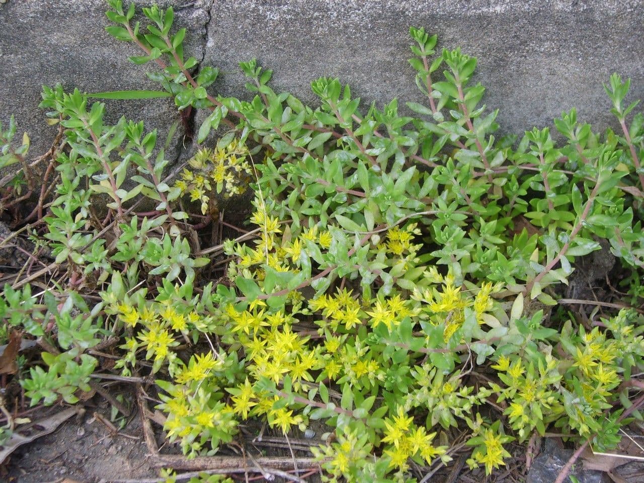 Rankender Mauerpfeffer 9
