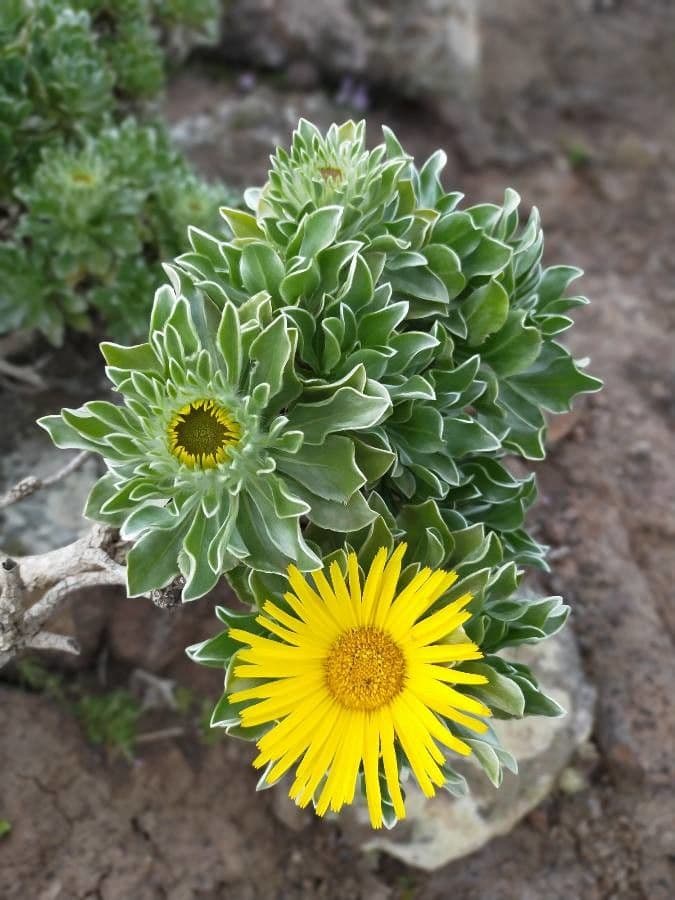 Sternblume 12