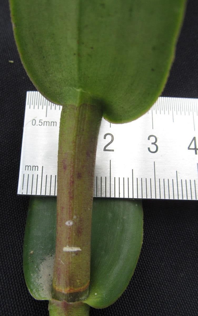 Epidendrum radicans 25