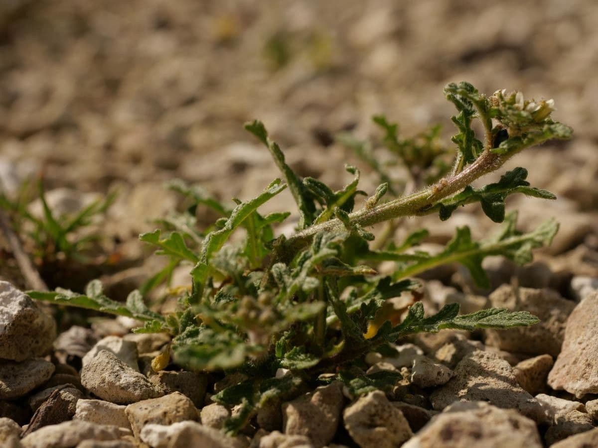 Erucastrum supinum 7