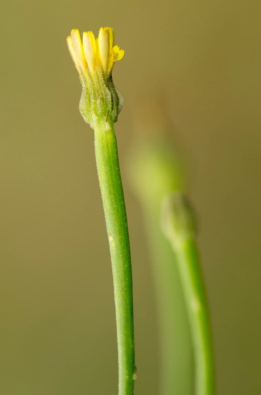 Arnoseris 16