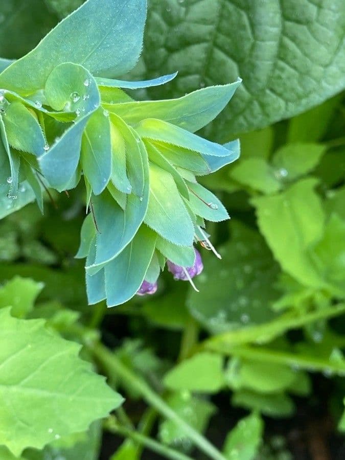 Cerinthe maggiore 17