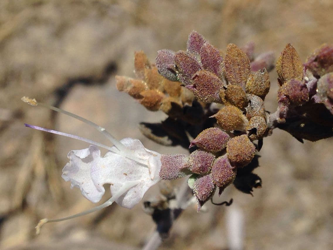 Salvia bianca 2