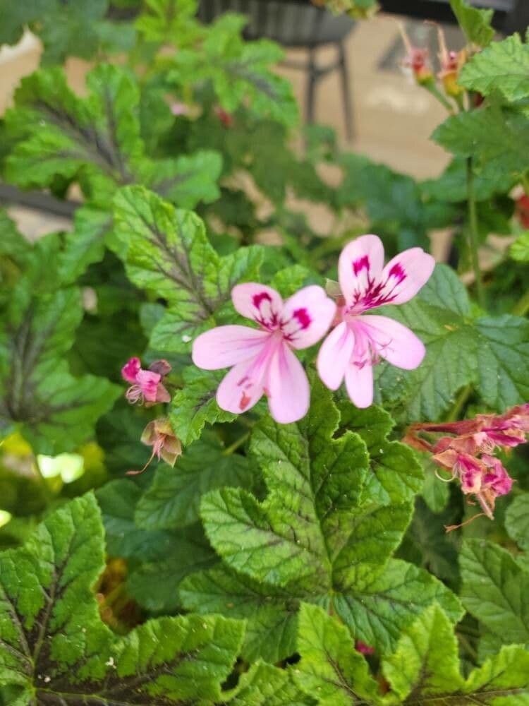 Eichenblättrige Pelargonie 5