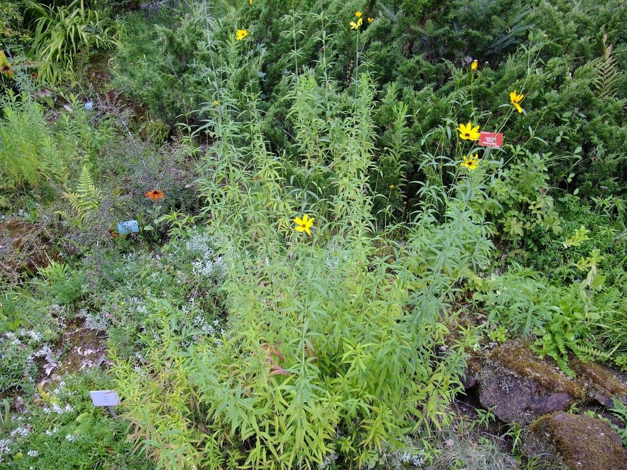 Coreopsis 10
