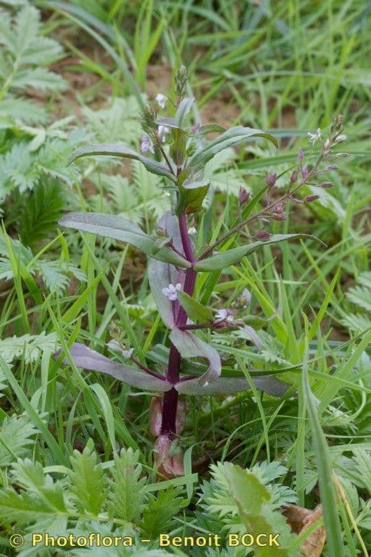 Veronica acquatica 8