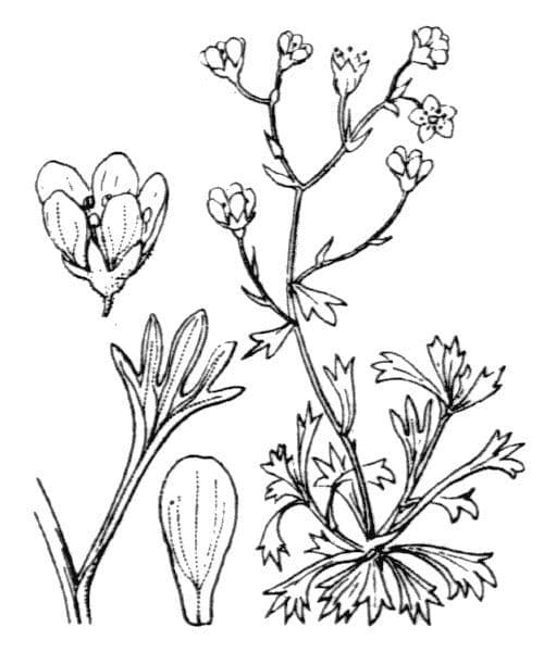 Verschlungene Steinbrech 20