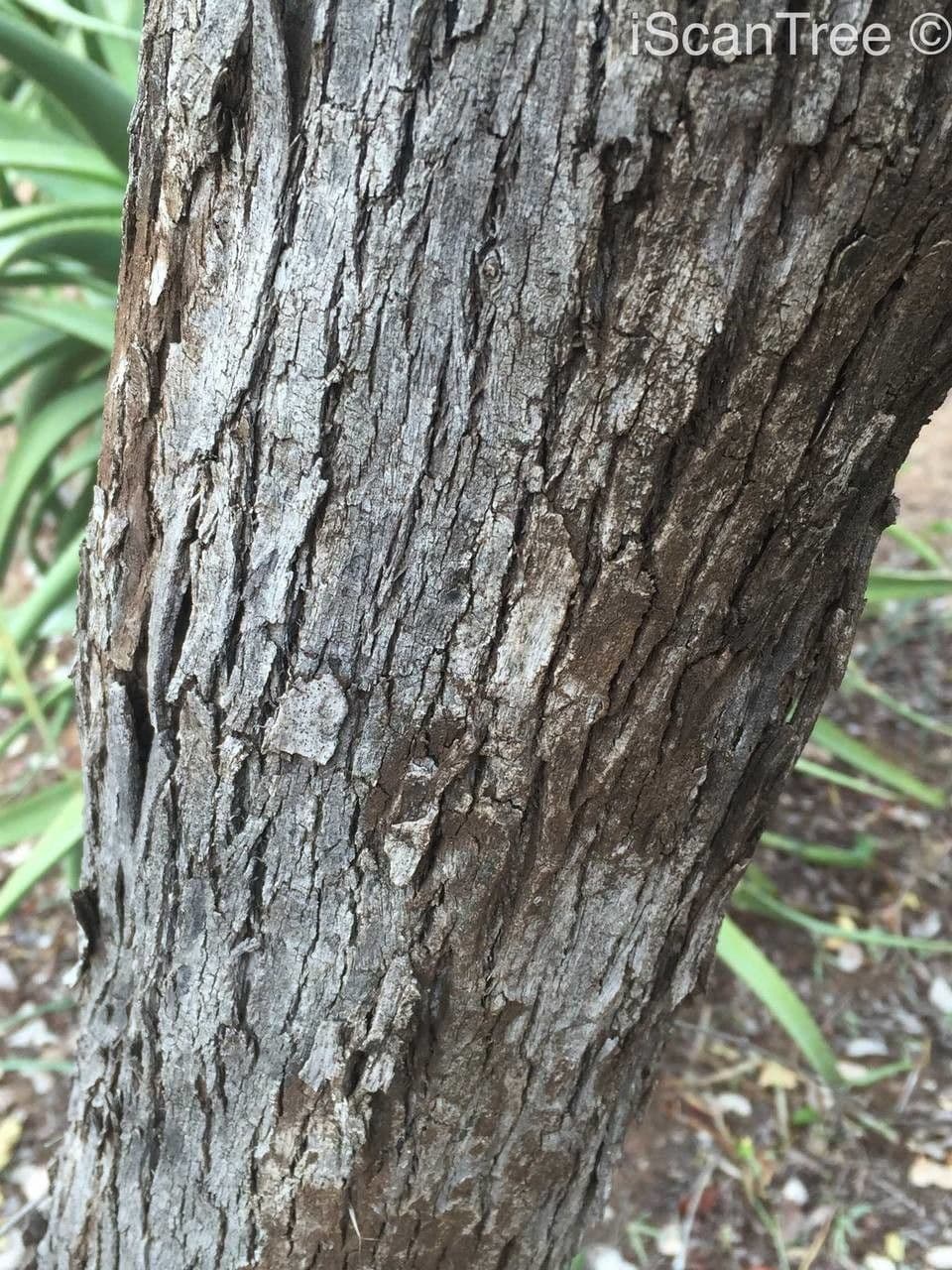 Combretum hereroense 20