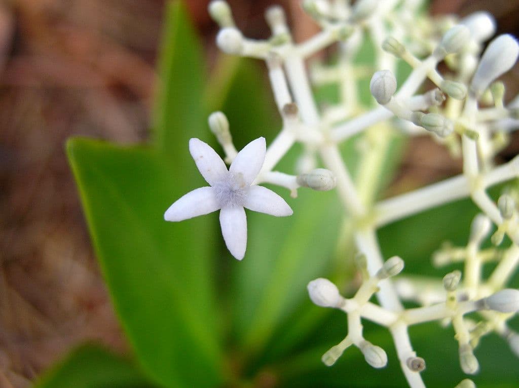 Psychotria 5