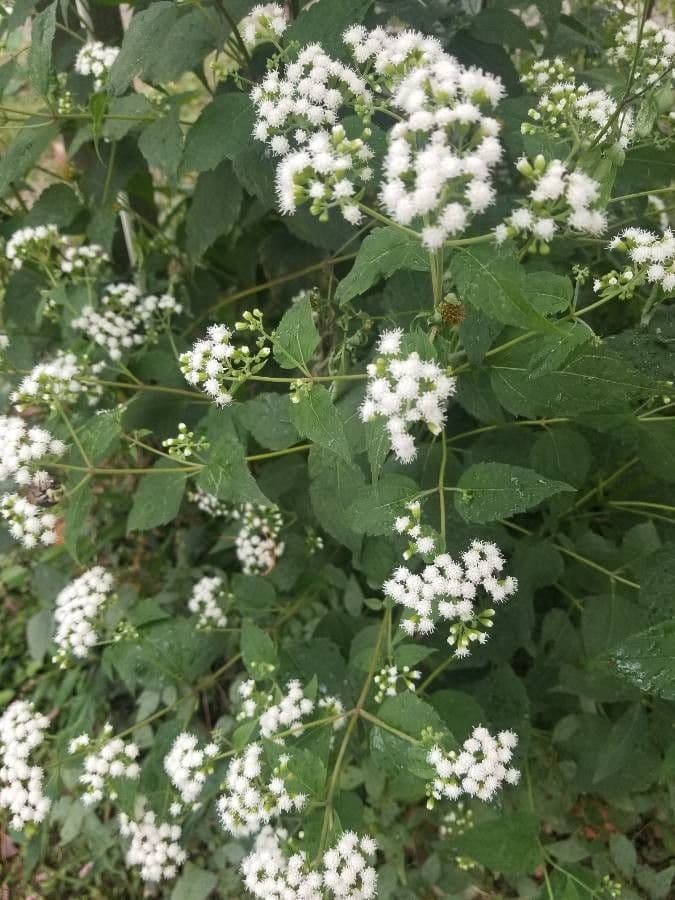 Ageratina aromatica 5