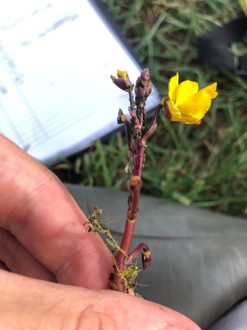 Utricularia común 6
