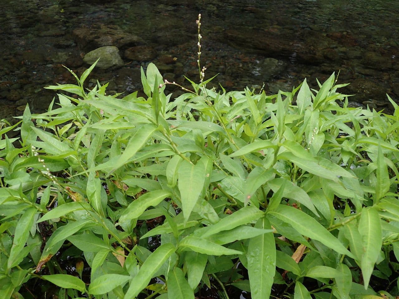 Persicaria 9