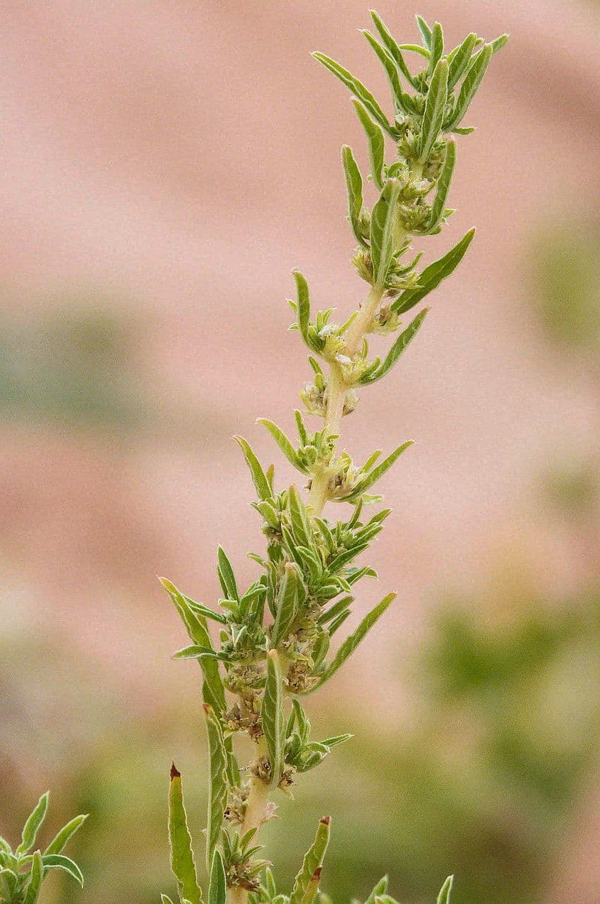 Amaranto greco 8