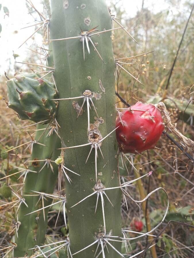 Cactus Regina della notte 4