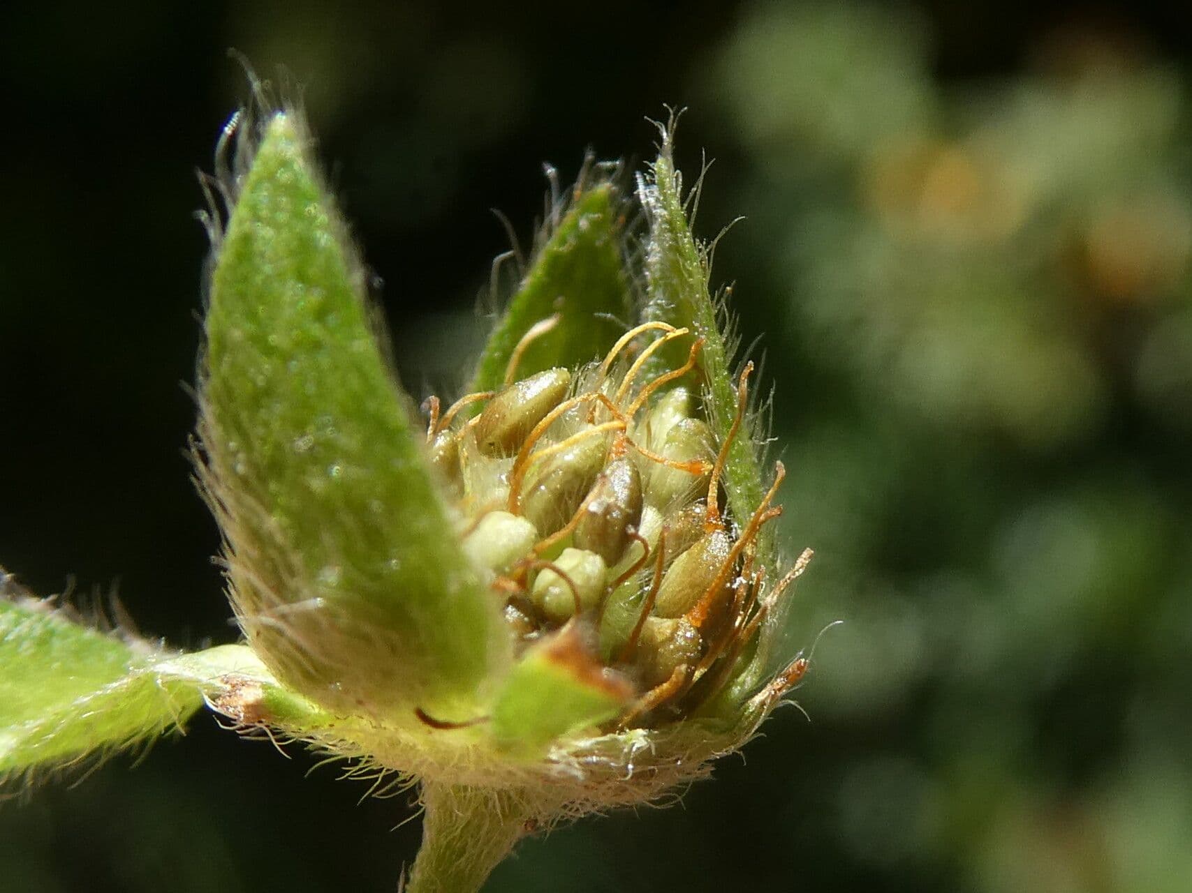 Potentilla pyrenaica 2