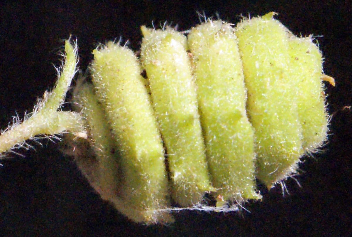 Lucerna stuhnutá 3