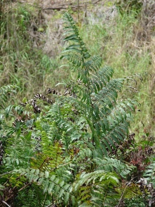 Essbare Diplazium