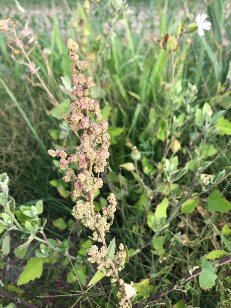 Chenopodio rigido 8