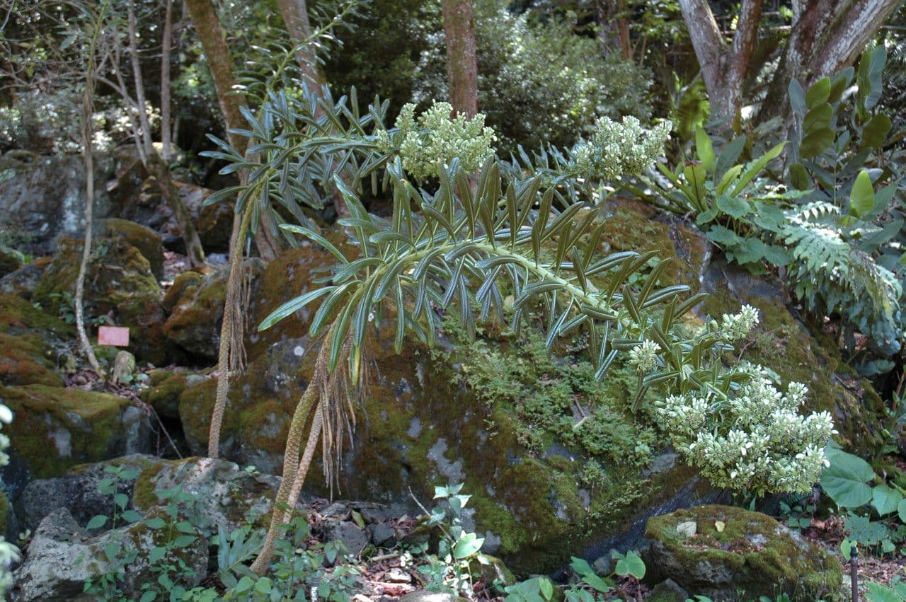 Lobelia 2