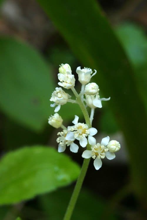 Whipplea modesta 2