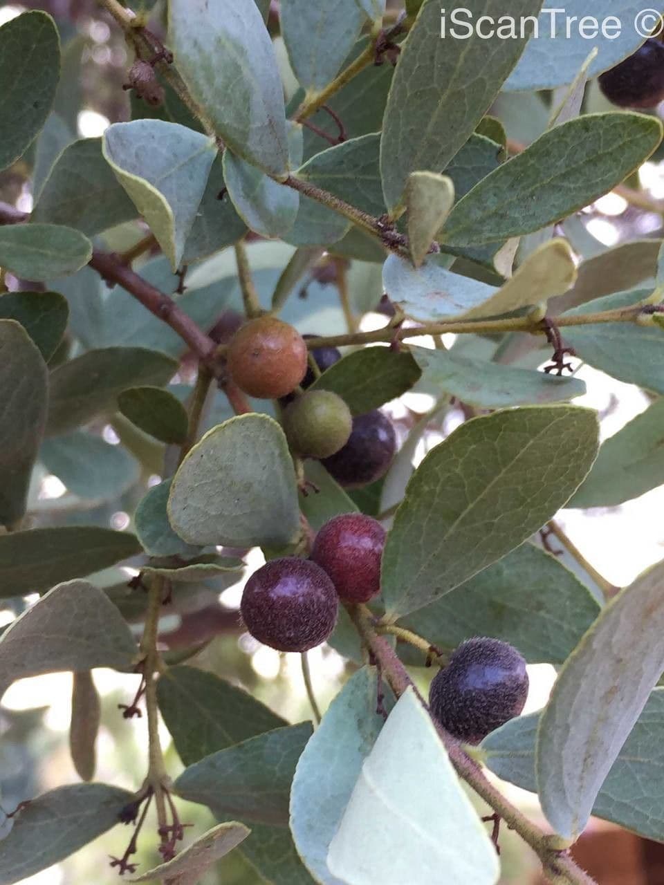Euclea crépu 2