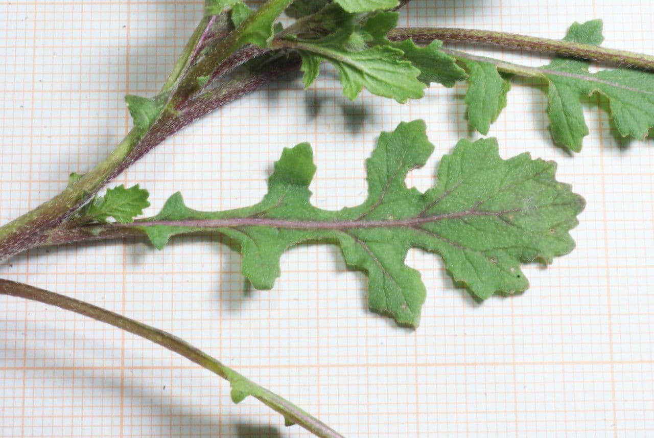 Rucola selvatica 27