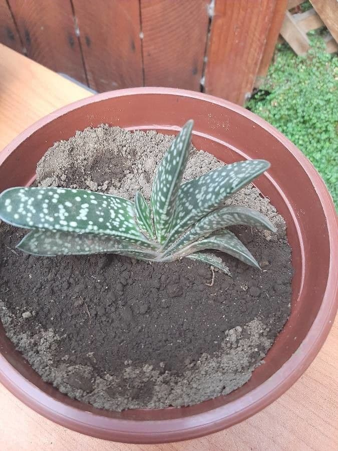 Gasteria 3