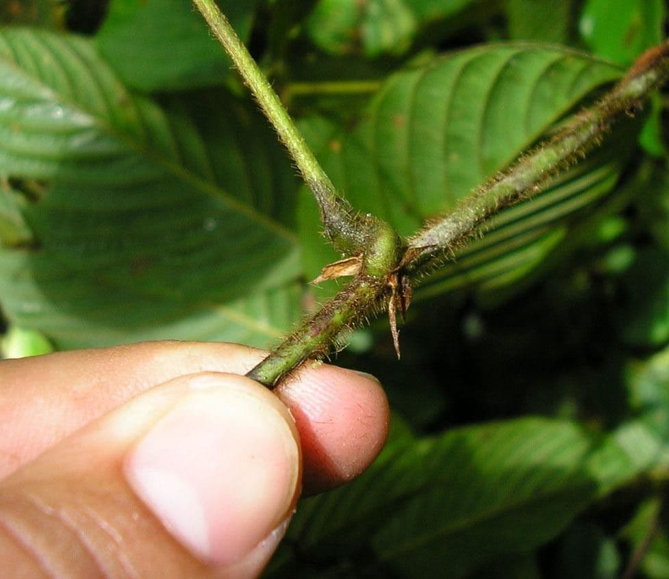Macropsychanthus 22