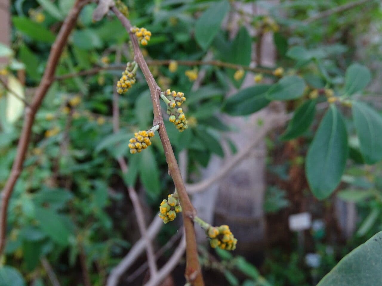 Azara 3