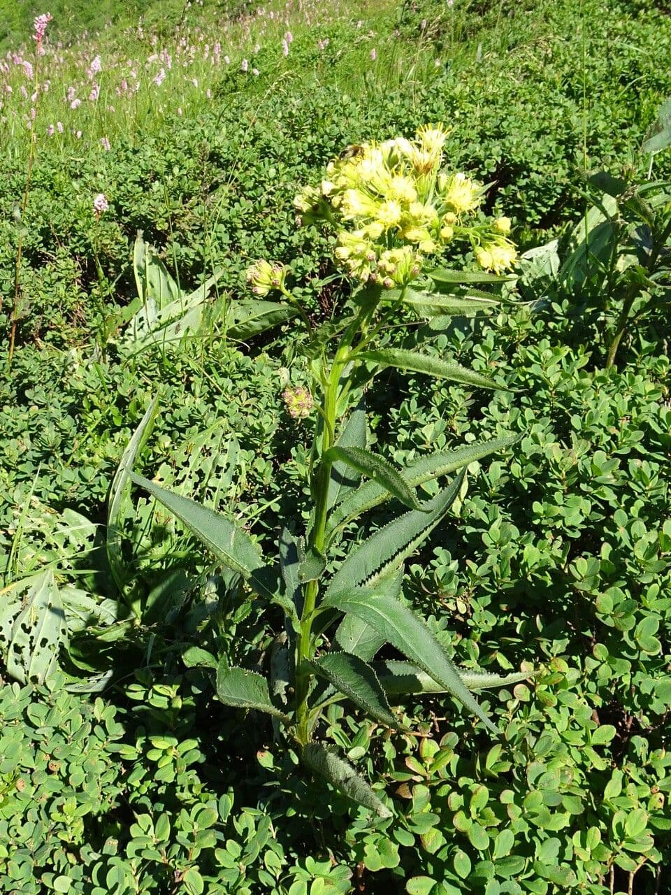 Senecio 12