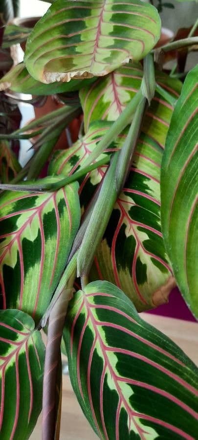 Maranta 20