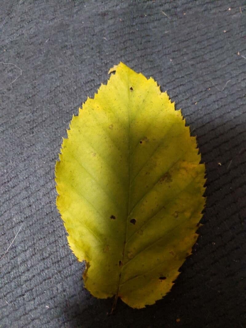 Abedul amarillo 17
