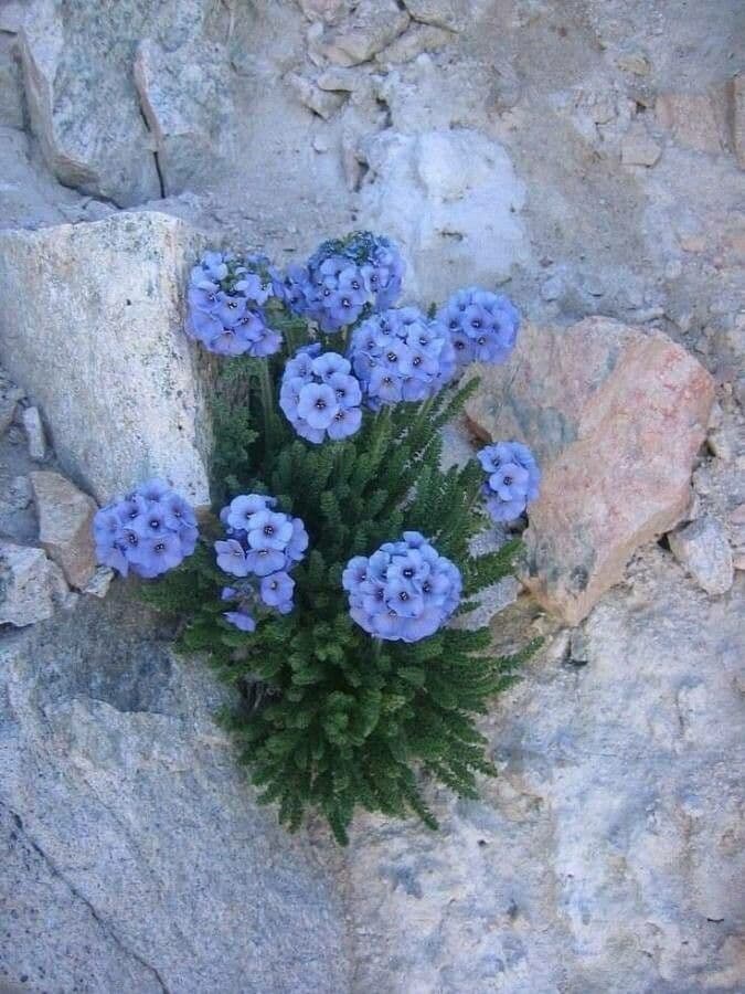 Polemonium 4