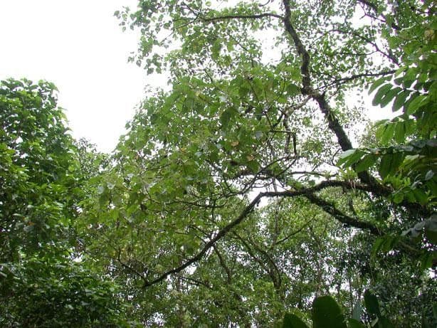 Heliocarpus 15