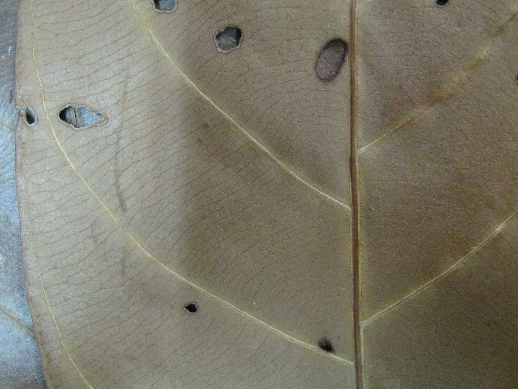 Duroia 11