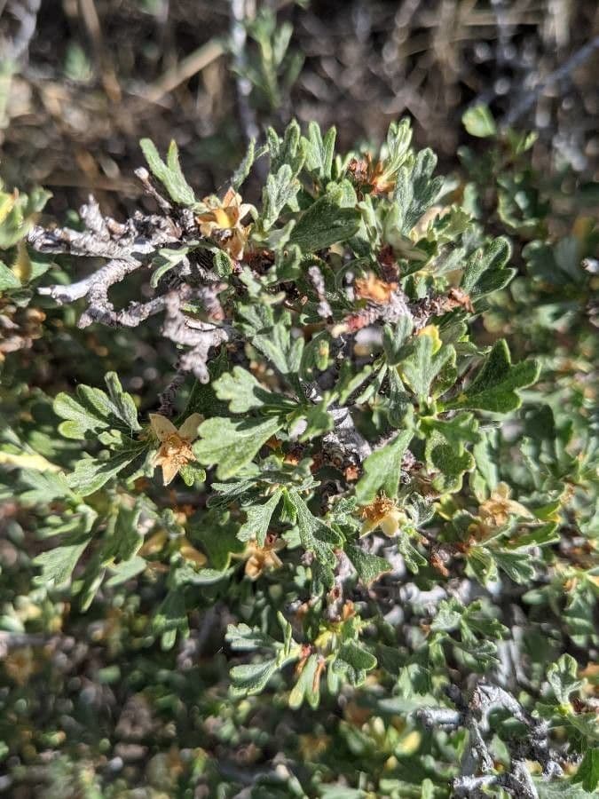 Purshia tridentata 19