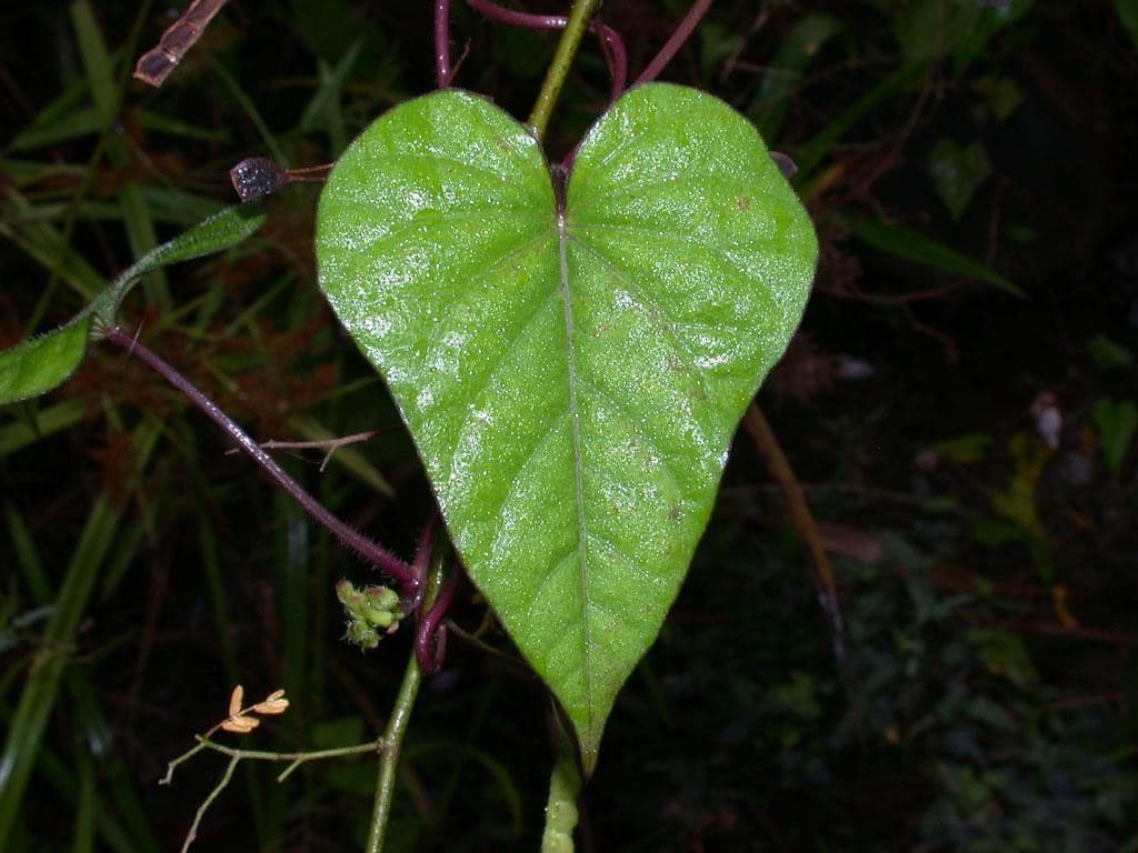 Ipomoea trifida 12