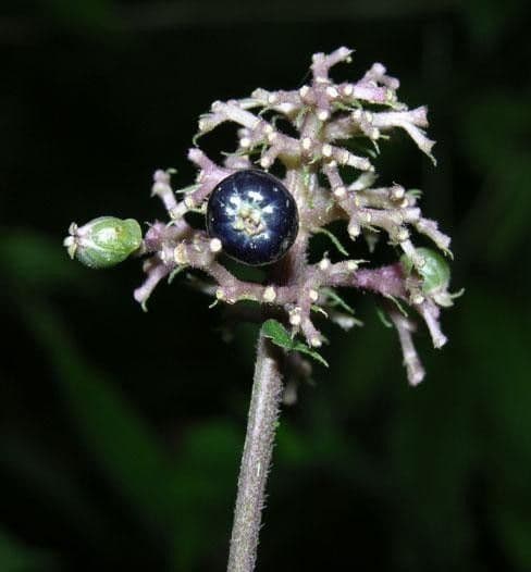Palicourea hebeclada