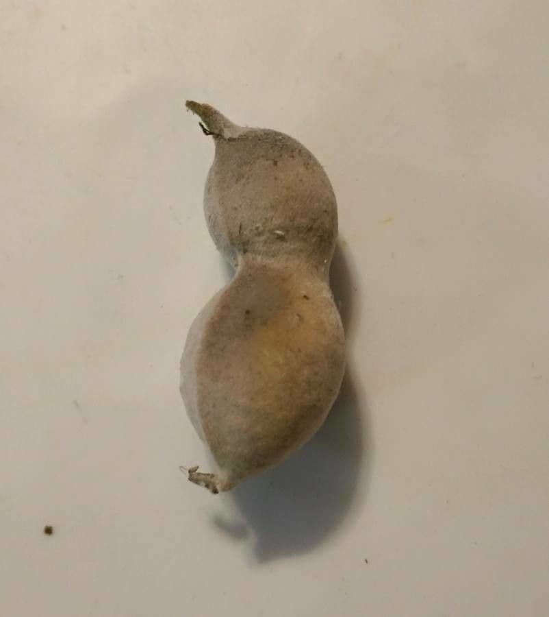 Dermatophyllum