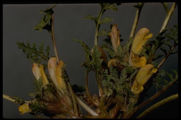 Pedicularis semibarbata 10