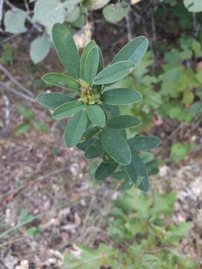 Lespedeza capitata 18