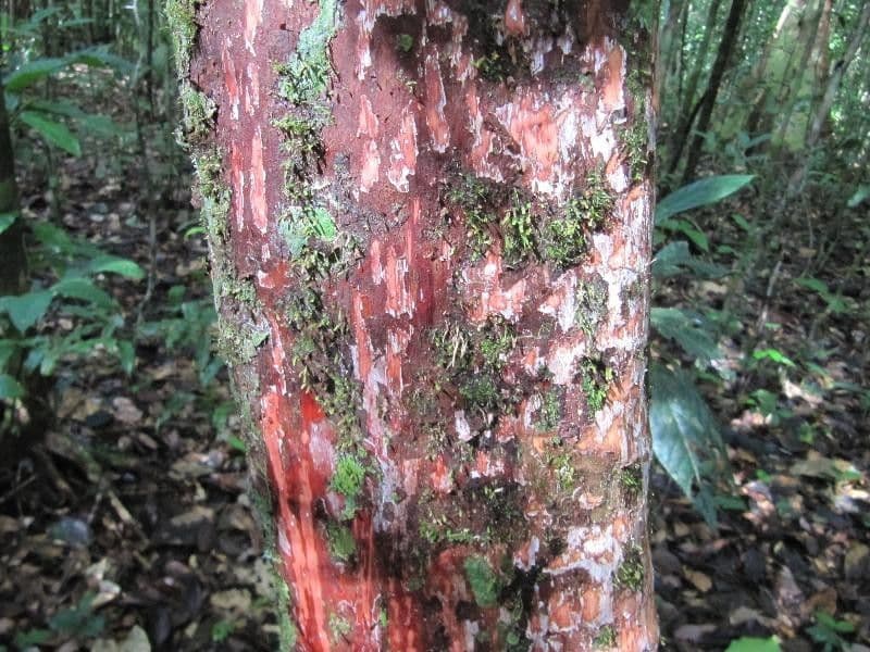 Pouteria 9